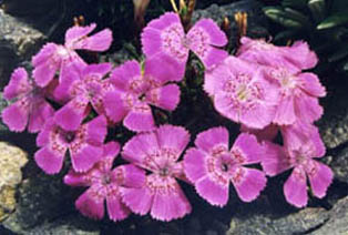 Dianthus callizonus